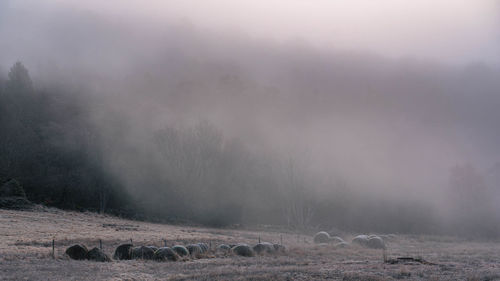 Scenic view of trees on field during foggy weather