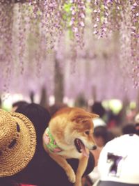 Rear view of person carrying dog on shoulder