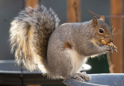 squirrel