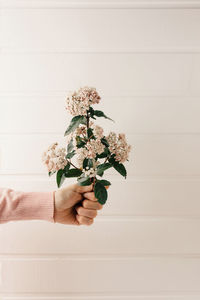 Hand holding white flowering plant against wall