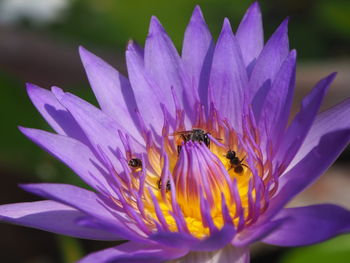 Close-up of bee pollinating on purple flower