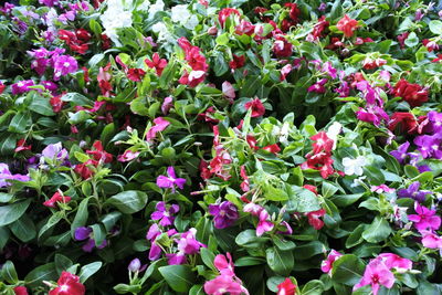 Close-up of pink flowering plants