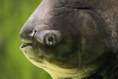 Close-up portrait of fish