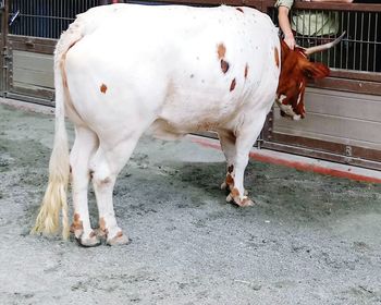 Close-up of cow