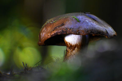 Close-up of mushroom growing on land