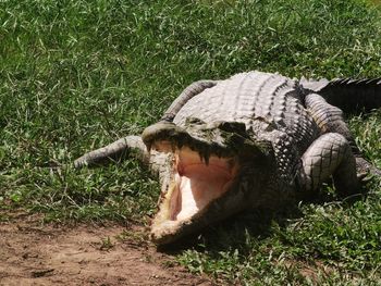 Crocodile mouth open