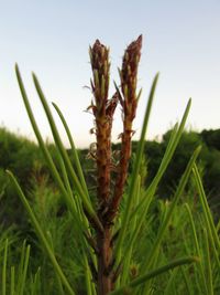 Close-up of fresh plant in field against sky