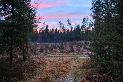 Trees in forest against sky