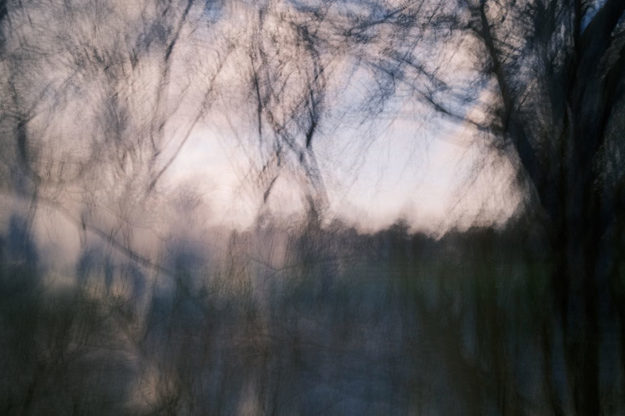 VIEW OF BARE TREES IN FOREST