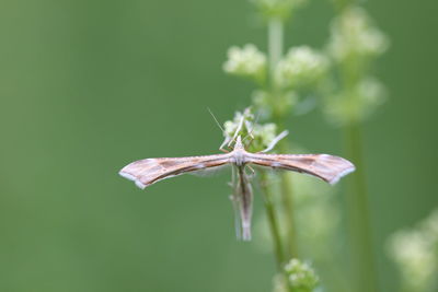 Close-up of dragonfly