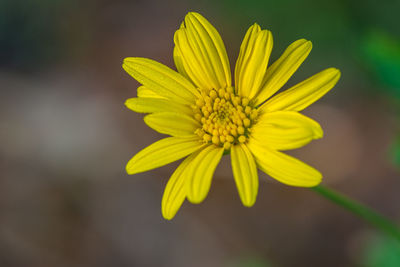 Close-up of yellow flower blooming outdoors