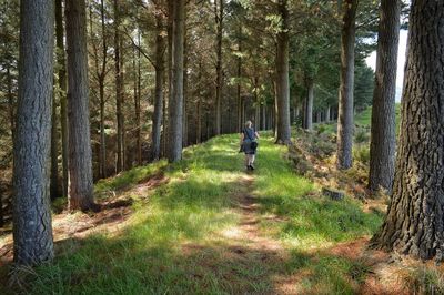 Rear view of man running on road amidst trees in forest