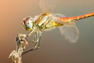 Close-up of insect