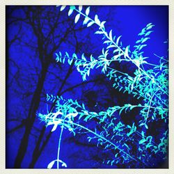 Low angle view of trees against blue sky