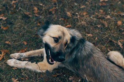 Close-up portrait of a dog on field