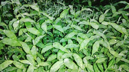 Full frame shot of vegetables