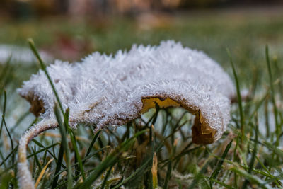 Close-up of snow on field