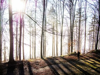 Sun shining through trees