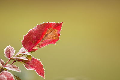 Close-up of red leaves on plant during autumn