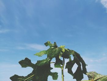 Low angle view of plant against sky