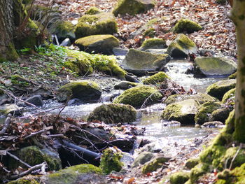 Close-up of rocks by river in forest