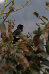 Low angle view of bird perching on branch