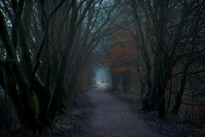 Road amidst trees in forest during autumn