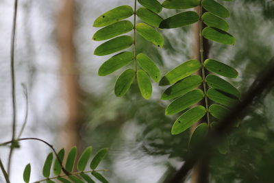 Close-up of green leaves