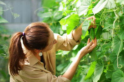 A woman harvests cucumbers in a greenhouse. your own farming as a summer hobby