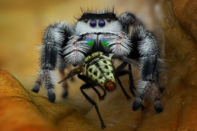 Close-up of spider on rock