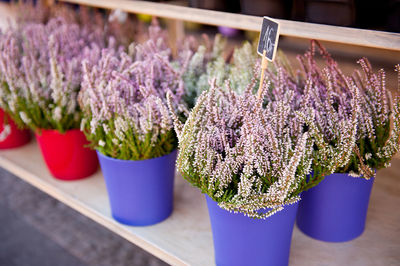 Close-up of flowers in pots for sale