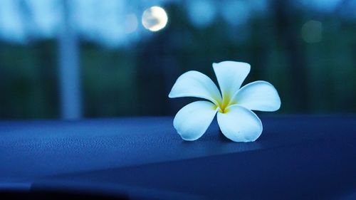 Close-up of white flower against blurred background