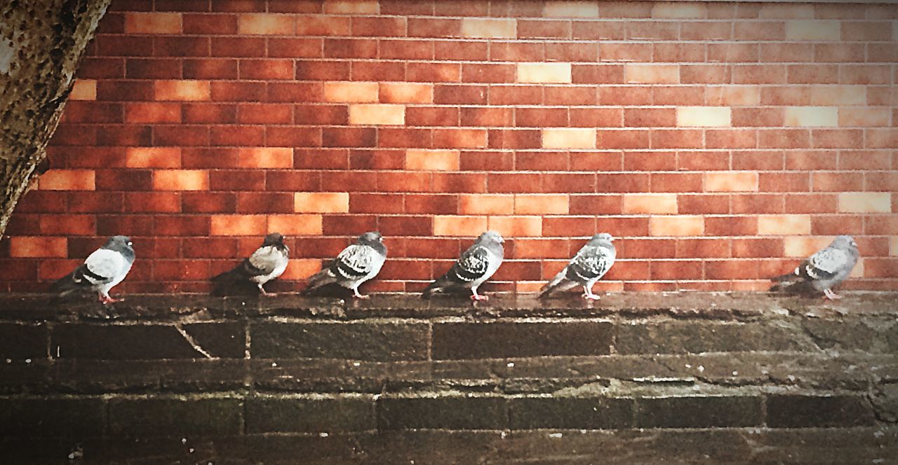 bird, animal themes, animals in the wild, wildlife, pigeon, flock of birds, medium group of animals, togetherness, perching, outdoors, full length, day, high angle view, built structure, wall - building feature, walking, two animals, building exterior, side by side