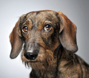 Close-up portrait of dog against white background