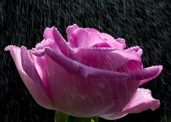 Close-up of pink rose