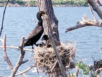 View of bird perching on tree trunk