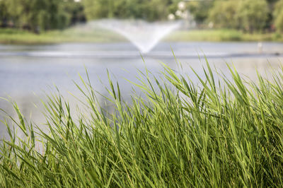 Close-up of green tall grass