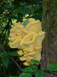 Close-up of yellow flower tree