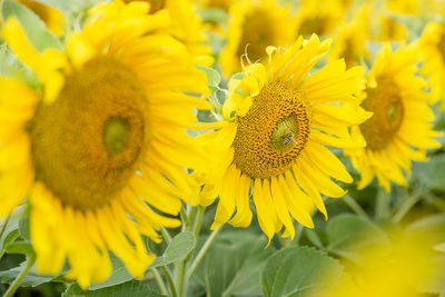 Close-up of honey bee on sunflower