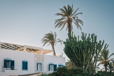 Low angle view of palm trees against clear sky