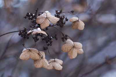 Close-up of wilted plant