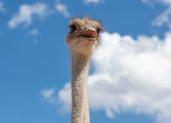 ostrich