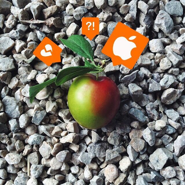 fruit, red, high angle view, still life, food and drink, healthy eating, day, food, freshness, vegetable, no people, outdoors, close-up, large group of objects, variation, green color, street, directly above, guidance, tomato