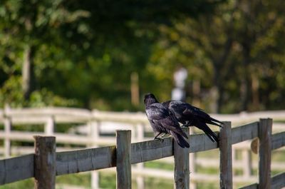 Crows perching on wooden railing