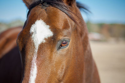 Close-up of horse