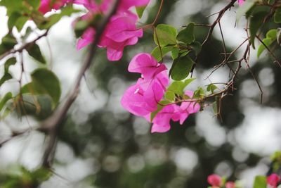 Close-up of pink flowering plant