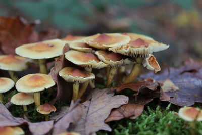 Close-up of mushrooms growing outdoors