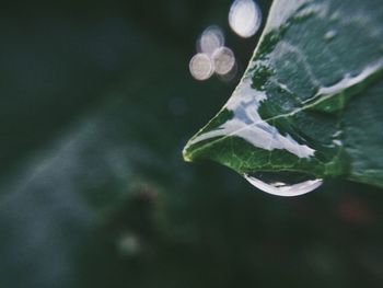 Close-up of water drops on plant