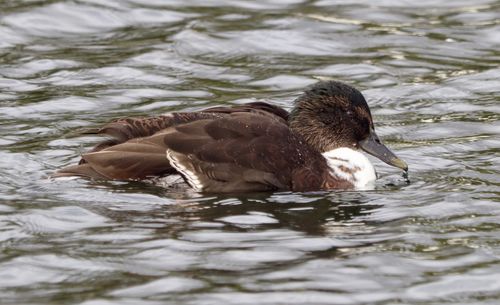 Duck swimming in lake