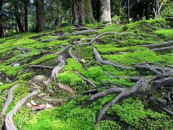 Trees growing in forest